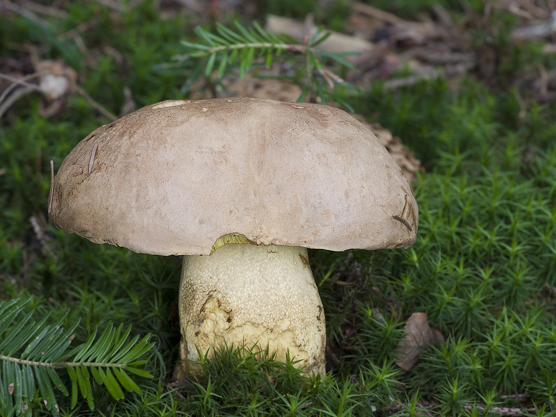 Boletus subappendiculatus